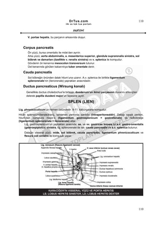 DrTus.com                                                   110
                                       ilk ve tek t us portalı


                                             ANAT OMĐ

       V. portae hepatis, bu parçanın arkasında oluşur.



   Corpus pancreatis
       Ön yüzü, bursa omentalis ile mide’den ayrılır.
       Arka yüzü; aorta abdominalis, a. mesenterica superior, glandula suprarenalis sinistra, sol
       böbrek ve damarları (özellikle v. renalis sinistra) ve v. splenica ile komşudur.
       Gövdenin ön kenarına mesocolon transversum tutunur.
       Üst kenarında görülen kabarıntıya tuber omentale denir.

   Cauda pancreatis
       Sol böbreğin önünden dalak hilum’una uzanır. A.v. splenica ile birlikte ligamentum
       splenorenale’nin (lienorenale) yaprakları arasındadır.

   Ductus pancreaticus (Wirsung kanalı)
      Genellikle ductus choledochus’la birleşip, duodenum’un ikinci parçasının duvarını arka-içten
      delerek papilla duodeni major’un tepesine açılır.

                                        SPLEN (LIEN)
Lig. phrenicocolicum’un hemen üstündedir. 9-11. kaburgalarla komşudur.
Hilum splenicum(lienale)hariç, tamamen peritonla sarılıdır (intraperitonealdir). Dalağı saran periton,
hilum’dan curvatura major’a (ligamentum gastrosplenicum = gastrolienale) ve solböbreğe
(ligamentum splenorenale = lienorenale) atlar.
     Lig. gastrosplenicum’un yaprakları arasında; aa. ve vv. gastricae breves ile a.v. gastro-omentalis
     (gastroepiploica) sinistra, lig. splenorenale’de ise; cauda pancreatis ve a.v. splenica bulunur.
    Dalağın visseral yüzü; mide, sol böbrek, cauda pancreatis, ligamentum phrenicocolicum ve
    flexura coli sinistra ile komşuluk yapar.




                                                                                                     110
 