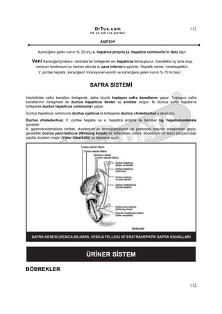 DrTus.com                                                      112
                                        ilk ve tek t us portalı


                                               ANAT OMĐ

       Karaciğere gelen kanın % 30’unu a. hepatica propria (a. hepatica communis’in dalı) taşır.

   Veni Karaciğeriçindekiv. centralis’ler birleşerek vv. hepaticae’lerioluşturur. Genellikle üç tane olup,
      centrum tendineum’un hemen altında v. cava inferior’a açılırlar. Hepatik venler, intrahepatiktir.
       V. portae hepatis, karaciğerin fonksiyonel venidir ve karaciğere gelen kanın % 70’ini taşır.


                                        SAFRA SĐSTEMĐ

Đnterlobüler safra kanalları birleşerek, daha büyük toplayıcı safra kanallarını yapar. Toplayıcı safra
kanallarının birleşmesi ile ductus hepaticus dexter ve sinister oluşur. Đki duktus porta hepatis’te
birleşerek ductus hepaticus communis’i yapar.
Ductus hepaticus communis ductus cysticus’la birleşerek ductus choledochus’u oluşturur.
Ductus choledochus; V. portae hepatis ve a. hepatica propria ile beraber lig. hepatoduodenale
içindedir.
A. gastroduodenalisile birlikte, duodenum’un birinciparçasının ve pankreas başının arkasından geçip,
genellikle ductus pancreaticus (Wirsung kanalı) ile birleştikten sonra, duodenum’un ikinci parçasındaki
papilla duodeni major (Vater tüberkülü)’un tepesine açılır.




BÖBREKLER

                                                                                                          112
 
