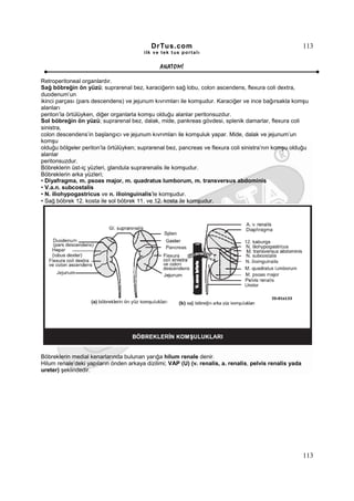 DrTus.com                                                      113
                                        ilk ve tek t us portalı


                                               ANAT OMĐ

Retroperitoneal organlardır.
Sağ böbreğin ön yüzü; suprarenal bez, karaciğerin sağ lobu, colon ascendens, flexura coli dextra,
duodenum’un
ikinci parçası (pars descendens) ve jejunum kıvrımları ile komşudur. Karaciğer ve ince bağırsakla komşu
alanları
periton’la örtülüyken, diğer organlarla komşu olduğu alanlar peritonsuzdur.
Sol böbreğin ön yüzü; suprarenal bez, dalak, mide, pankreas gövdesi, splenik damarlar, flexura coli
sinistra,
colon descendens’in başlangıcı ve jejunum kıvrımları ile komşuluk yapar. Mide, dalak ve jejunum’un
komşu
olduğu bölgeler periton’la örtülüyken; suprarenal bez, pancreas ve flexura coli sinistra’nın komşu olduğu
alanlar
peritonsuzdur.
Böbreklerin üst-iç yüzleri, glandula suprarenalis ile komşudur.
Böbreklerin arka yüzleri;
• Diyafragma, m. psoas major, m. quadratus lumborum, m. transversus abdominis
• V.a.n. subcostalis
• N. iliohypogastricus ve n. ilioinguinalis’le komşudur.
• Sağ böbrek 12. kosta ile sol böbrek 11. ve 12. kosta ile komşudur.




Böbreklerin medial kenarlarında bulunan yarığa hilum renale denir.
Hilum renale’deki yapıların önden arkaya dizilimi; VAP (U) (v. renalis, a. renalis, pelvis renalis yada
ureter) şeklindedir.




                                                                                                          113
 
