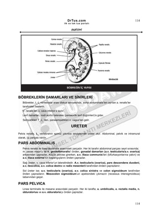 DrTus.com                                              114
                                                 ilk ve tek t us portalı


                                                       ANAT OMĐ




BÖBREKLERĐN DAMARLARI VE SĐNĐRLERĐ
    Böbrekler, L -L vertebralar arası diskus seviyesinde, aorta abdominalis’ten ayrılan a. renalis’ler
                  1   2

    tarafından beslenir.
    V. renalis’ler, v. cava inferior’a açılır.
    Lenf damarları, nodi aortici laterales (paraaortik lenf düğümleri)’e gider.
    Sempatikleri T -L den, parasempatikleri n. vagus’tan gelir.
                      10   1




                                                       URETER
Pelvis renalis, L1 vertebranın spinoz çıkıntısı seviyesinde ureter olur. Abdominal, pelvik ve intramural
olarak, üç parçası vardır.

PARS ABDOMINALIS
    Pelvis renalis ile linea terminalis arasındaki parçadır. Her iki tarafın abdominal parçası seyri sırasında;
    m. psoas major’u ve n. genitofemoralis’i önden, gonadal damarları (a.v. testicularis/a.v. ovarica)
    arkasından çaprazlar. Küçük pelvise girerken, a.v. iliaca communis’leri (bifurkasyonlarına yakın) ve
    a.v. iliaca externa’nın başlangıçlarını önden çaprazlar.
    Sağ üreter, v. cava inferior’un lateralindedir. A.v. testicularis (ovarica), pars descendens duodeni,
    a.v. ileocolica, a.v. colica dextra ve radix mesenterii tarafından önden çaprazlanır.
    Sol üreter ise; a.v. testicularis (ovarica), a.v. colica sinistra ve colon sigmoideum tarafından
    önden çaprazlanır. Mesocolon sigmoideum’un apeksindeki çıkmazın (recessus intersigmoideus)
    tabanından geçer.

PARS PELVICA
    Linea terminalis ile mesane arasındaki parçadır. Her iki tarafta; a. umbilicalis, a. rectalis media, n.
    obturatorius ve a.v. obturatoria’yı önden çaprazlar.



                                                                                                          114
 