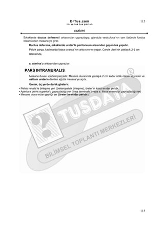 DrTus.com                                                      115
                                          ilk ve tek t us portalı


                                                 ANAT OMĐ

    Erkeklerde ductus deferens’i arkasından çaprazlayıp, glandula vesiculosa’nın tam üstünde fundus
    bölümünden mesane’ye girer.
         Ductus deferens, erkeklerde ureter’le peritoneum arasından geçen tek yapıdır.
         Pelvik parça, kadınlarda fossa ovarica’nın arka sınırını yapar. Cervix uteri’nin yaklaşık 2-3 cm
         lateralinde,


         a. uterina’yı arkasından çaprazlar.

     PARS INTRAMURALIS
         Mesane duvarı içindeki parçadır. Mesane duvarında yaklaşık 2 cm kadar oblik olarak seyreder ve
         ostium ureteris denilen ağızla mesane’ye açılır.
         Üreter, üç yerde darlık gösterir.
• Pelvis renalis’le birleşme yeri (üreteropelvik birleşme); üreter’in ikinci en dar yeridir.
• Apertura pelvis superior’u çaprazladığı yer (linea terminalis’i veya a. iliaca externa’yı çaprazladığı yer)
• Mesane duvarından geçtiği yer (üreter’in en dar yeridir).




                                                                                                            115
 