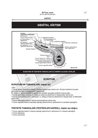 DrTus.com                                                 117
                                         ilk ve tek t us portalı


                                                ANAT OMĐ




                                              SCROTUM

SCROTUM’UN TABAKALARI; dıştan içe
• Deri
• Tunica dartos (musculus dartos); Camper fasyasından derive olur. Scrotum derisinin buruşuk
görünümü bu kasın kontraksiyonu nedeniyledir.
M. dartos, n. genitofemoralis’in genital dalı içindeki sempatik sinirlerle innerve edilir.
• Fascia spermatica externa; m. obliquus externus abdominis’in fasyasından derive olur.
• Fascia cremasterica ve m. cremaster; m. obliquus internus abdominis’in fasyasından ve liflerinden
derive olur.
• Fascia spermatica interna; fascia transversalis’ten derive olur.
• Tunica vaginalis testis’in pariyetal yaprağı (periorchium); peritoneum’un pariyetal yaprağıdır.


TESTIS’ĐN TABAKALARI (TESTĐKÜLER KAPSÜL); dıştan içe doğru;
• Tunica vaginalis testis’in visseral yaprağı (epiorchium); peritoneum’un visseral yaprağıdır.
• Tunica albuginea
• Tunica vasculosa




                                                                                                      117
 