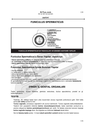 DrTus.com                                                      118
                                          ilk ve tek t us portalı


                                                ANAT OMĐ

                              FUNICULUS SPERMATICUS




Funiculus Spermaticus’u Saran Yapılar; dıştan-içe;
• fascia spermatica externa; m. obliquus externus abdominis’in fasyası,
• m. cremaster ve fascia cremasterica; m. obliquus internus abdominis’in lifleri ve fasyası,
• fascia spermatica interna; fascia transversalis yapar.

Funiculus Spermaticus Đçinde Bulunan Yapılar
• ductus deferens
• a. testicularis, a. ductus deferentis
• plexus pampiniformis (vv. testiculares)
• plexus testicularis (sempatik sinir pleksusu)
• lenf damarları
• processus vaginalis kalıntıları; tunica vaginalis testis’le bağlantılı, oblitere peritoneal kalıntılardır.
N. genitofemoralis’in genital dalı (m. cremaster’i uyarır), a.v. cremasterica ve m. cremaster tabakalarda
bulunan yapılardır.

                           ERKEK ĐÇ GENĐTAL ORGANLARI
Testis, epididymis, ductus deferens, glandula vesiculosa, ductus ejaculatorius, prostat ve gl.
bulbourethralis’tir.

TESTIS
    Testis’ler, 28. haftaya kadar karın arka duvarından anulus inguinalis profundus’a gelir. Dört hafta
    sonra (32. hafta) scrotum’a iner.
    Tunica vaginalis, processus vaginalis’in alt ucunun kalıntısıdır. Tunica vaginalis testis,ikitabakalıdır.
    Testis’in tüm yüzeylerini örtenine lamina visceralis(epiorchium), testis üzerinden scrotum’un iç
    yüzüne atlayanına lamina parietalis(periorchium) adı verilir. Đki tabaka arasında bulunan boşluğa
    tunica vaginalis boşluğu denir. Bu boşlukta sıvı birikmesi hidrosel olarak bilinir.
    Her bir lobulus testis içinde, 1-3 tane tubuli seminiferi contorti denilen kıvrıntılı tüpler bulunur.




                                                                                                            118
 