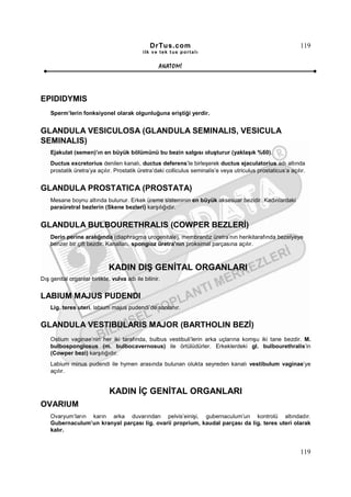 DrTus.com                                                     119
                                             ilk ve tek t us portalı


                                                    ANAT OMĐ




EPIDIDYMIS
    Sperm’lerin fonksiyonel olarak olgunluğuna eriştiği yerdir.


GLANDULA VESICULOSA (GLANDULA SEMINALIS, VESICULA
SEMINALIS)
    Ejakulat (semen)’ın en büyük bölümünü bu bezin salgısı oluşturur (yaklaşık %60).
    Ductus excretorius denilen kanalı, ductus deferens’le birleşerek ductus ejaculatorius adı altında
    prostatik üretra’ya açılır. Prostatik üretra’daki colliculus seminalis’e veya utriculus prostaticus’a açılır.


GLANDULA PROSTATICA (PROSTATA)
    Mesane boynu altında bulunur. Erkek üreme sisteminin en büyük aksesuar bezidir. Kadınlardaki
    paraüretral bezlerin (Skene bezleri) karşılığıdır.


GLANDULA BULBOURETHRALIS (COWPER BEZLERĐ)
    Derin perine aralığında (diaphragma urogenitale), membranöz üretra’nın herikitarafında bezelyeye
    benzer bir çift bezdir. Kanalları, spongioz üretra’nın proksimal parçasına açılır.



                              KADIN DIŞ GENĐTAL ORGANLARI
Dış genital organlar birlikte, vulva adı ile bilinir.


LABIUM MAJUS PUDENDI
    Lig. teres uteri, labium majus pudendi’de sonlanır.


GLANDULA VESTIBULARIS MAJOR (BARTHOLIN BEZĐ)
    Ostium vaginae’nin her iki tarafında, bulbus vestibuli’lerin arka uçlarına komşu iki tane bezdir. M.
    bulbospongiosus (m. bulbocavernosus) ile örtülüdürler. Erkeklerdeki gl. bulbourethralis’in
    (Cowper bezi) karşılığıdır.
    Labium minus pudendi ile hymen arasında bulunan olukta seyreden kanalı vestibulum vaginae’ye
    açılır.


                              KADIN ĐÇ GENĐTAL ORGANLARI
OVARIUM
    Ovaryum’ların karın arka duvarından pelvis’einişi, gubernaculum’un kontrolü altındadır.
    Gubernaculum’un kranyal parçası lig. ovarii proprium, kaudal parçası da lig. teres uteri olarak
    kalır.


                                                                                                              119
 