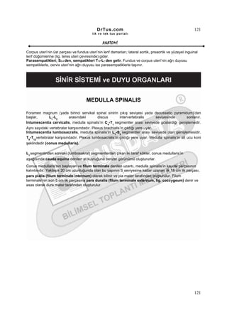DrTus.com                                                     121
                                          ilk ve tek t us portalı


                                                 ANAT OMĐ

Corpus uteri’nin üst parçası ve fundus uteri’nin lenf damarları; lateral aortik, preaortik ve yüzeyel inguinal
lenf düğümlerine (lig. teres uteri çevresinde) gider.
Parasempatikleri; S2-4 den, sempatikleri T12-L1 den gelir. Fundus ve corpus uteri’nin ağrı duyusu
sempatiklerle, cervix uteri’nin ağrı duyusu ise parasempatiklerle taşınır.




                                      MEDULLA SPINALIS

Foramen magnum (yada birinci servikal spinal sinirin çıkış seviyesi yada decussatio pyramidum)’dan
başlar,       L1-L2       arasındaki        discus        intervertebralis       seviyesinde        sonlanır.
Intumescentia cervicalis, medulla spinalis’in C4-T1 segmentler arası seviyede gösterdiği genişlemedir.
Aynı sayıdaki vertebralar karşısındadır. Plexus brachialis’in çıktığı yere uyar.
Intumescentia lumbosacralis, medulla spinalis’in L1-S3 segmentler arası seviyede olan genişlemesidir.
T9-T12vertebralar karşısındadır. Plexus lumbosacralis’in çıktığı yere uyar. Medulla spinalis’in alt ucu koni
şeklindedir (conus medullaris).

L1 segmentinden sonraki (lumbosakral) segmentlerden çıkan iki taraf kökler, conus medullaris’in
aşağısında cauda equina denilen at kuyruğuna benzer görünümü oluştururlar.
Conus medullaris’ten başlayan ve filum terminale denilen uzantı, medulla spinalis’in kaudal parçasının
kalıntısıdır. Yaklaşık 20 cm uzunluğunda olan bu yapının S seviyesine kadar uzanan ilk 15 cm lik parçası,
                                                              2

pars pialis (filum terminale internum) olarak bilinir ve pia mater tarafından oluşturulur. Filum
terminale’nin son 5 cm lik parçasına pars duralis (filum terminale externum, lig. coccygeum) denir ve
esas olarak dura mater tarafından oluşturulur.




                                                                                                           121
 