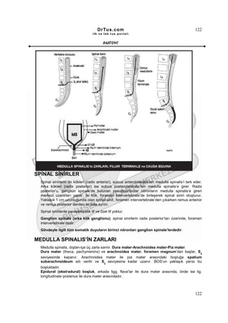 DrTus.com                                                    122
                                    ilk ve tek t us portalı


                                          ANAT OMĐ




SPĐNAL SĐNĐRLER
  Spinal sinirlerin ön kökleri (radix anterior), sulcus anterolateralis’ten medulla spinalis’i terk eder.
  Arka kökleri (radix posterior) ise sulcus posterolateralis’ten medulla spinalis’e girer. Radix
  posterior’u, ganglion spinale’de bulunan pseudounipolar nöronların medulla spinalis’e giren
  merkezi uzantıları yapar. Đki kök, foramen intervertebrale’de birleşerek spinal siniri oluşturur.
  Yaklaşık 1 cm uzunluğunda olan spinal sinir, foramen intervertebrale’den çıkarken ramus anterior
  ve ramus posterior denilen iki dala ayrılır.
  Spinal sinirlerde parasempatik lif ve özel lif yoktur.
  Ganglion spinale (arka kök ganglionu); spinal sinirlerin radix posterior’ları üzerinde, foramen
  intervertebrale’dedir.
  Gövdeyle ilgili tüm somatik duyuların birinci nöronları ganglion spinale’lerdedir.

MEDULLA SPINALIS’ĐN ZARLARI
  Medulla spinalis, dıştan-içe üç zarla sarılır. Dura mater-Arachnoidea mater-Pia mater.
  Dura mater (theca, pachymeninx) ve arachnoidea mater, foramen magnum’dan başlar, S2
  seviyesinde kapanır. Arachnoidea mater ile pia mater arasındaki boşluğa spatium
  subarachnoideum adı verilir ve S2 seviyesine kadar uzanır. BOS’un yaklaşık yarısı bu
  boşluktadır.
  Epidural (ekstradural) boşluk, arkada ligg. flava’lar ile dura mater arasında, önde ise lig.
  longitudinale posterius ile dura mater arasındadır.



                                                                                                    122
 