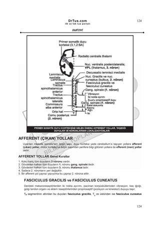 DrTus.com                                                   124
                                       ilk ve tek t us portalı


                                              ANAT OMĐ




AFFERENT (ÇIKAN) YOLLAR
   Uyarıları medulla spinalis’ten; beyin sapı, duyu korteksi yada cerebellum’a taşıyan yollara afferent
   (çıkan) yollar, motor korteks ve beyin sapından perifere bilgi götüren yollara da efferent (inen) yollar
   denir.

AFFERENT YOLLAR Genel Kurallar
1. Koku hariç tüm duyuların 3 nöronu vardır.
2. Gövdeden kalkan tüm duyuların 1. nöronu gang. spinale’dedir.
3. Gövdeden kalkan tüm duyuların 3. nöronu thalamus’tadır.
4. Sadece 2. nöronların yeri değişiktir.
5. Bir afferent yol çapraz yapıyorsa bu çapraz 2. nörona aittir.

    FASCICULUS GRACILIS ve FASCICULUS CUNEATUS
    Derideki mekanoreseptörlerden iki nokta ayırımı, pacinian korpüsküllerinden vibrasyon, kas iğciği,
    golgi tendon organı ve eklem reseptörlerinden proprioseptif (pozisyon ve kinestezi) duyuyu taşır.
    T6 segmentinin altından bu duyuları fasciculus gracilis, T ve üstünden ise fasciculus cuneatus
                                                                 6




                                                                                                      124
 