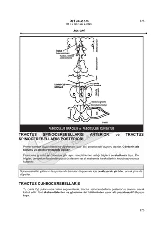 DrTus.com                                                     126
                                      ilk ve tek t us portalı


                                            ANAT OMĐ




TRACTUS   SPINOCEREBELLARIS                                ANTERIOR            ve       TRACTUS
SPINOCEREBELLARIS POSTERIOR

  Primer somatik duyu korteksine uğramayan (şuur altı) proprioseptif duyuyu taşırlar. Gövdenin alt
  bölümü ve alt ekstremitelerle ilgilidir.
  Fasciculus gracilis ve cuneatus gibi aynı reseptörlerden aldığı bilgileri cerebellum’a taşır. Bu
  bilgiler, cerebellum tarafından postürün devamı ve alt ekstremite hareketlerinin koordinasyonunda
  kullanılır.


Spinoserebellar yollarının lezyonlarında hastalar düşmemek için oraklayarak yürürler, ancak yine de
düşerler.


TRACTUS CUNEOCEREBELLARIS
  T1 (yada C8) yukarısında kalan segmentlerde, tractus spinocerebellaris posterior’un devamı olarak
  kabul edilir. Üst ekstremitelerden ve gövdenin üst bölümünden şuur altı proprioseptif duyuyu
  taşır.




                                                                                                      126
 