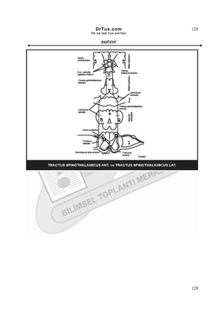 DrTus.com               128
ilk ve tek t us portalı


      ANAT OMĐ




                          128
 