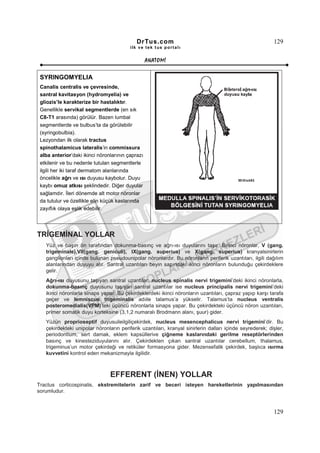 DrTus.com                                                     129
                                         ilk ve tek t us portalı


                                                  ANAT OMĐ

 SYRINGOMYELIA
 Canalis centralis ve çevresinde,
 santral kavitasyon (hydromyelia) ve
 gliozis’le karakterize bir hastalıktır.
 Genellikle servikal segmentlerde (en sık
 C8-T1 arasında) görülür. Bazen lumbal
 segmentlerde ve bulbus’ta da görülebilir
 (syringobulbia).
 Lezyondan ilk olarak tractus
 spinothalamicus lateralis’in commissura
 alba anterior’daki ikinci nöronlarının çaprazı
 etkilenir ve bu nedenle tutulan segmentlerle
 ilgili her iki taraf dermatom alanlarında
 öncelikle ağrı ve ısı duyusu kaybolur. Duyu
 kaybı omuz atkısı şeklindedir. Diğer duyular
 sağlamdır. Đleri dönemde alt motor nöronlar
 da tutulur ve özellikle elin küçük kaslarında
 zayıflık olaya eşlik edebilir.




TRĐGEMĐNAL YOLLAR
   Yüz ve başın ön tarafından dokunma-basınç ve ağrı-ısı duyularını taşır. Birinci nöronlar, V (gang.
   trigeminale),VII(gang. geniculi), IX(gang. superius) ve X(gang. superius) kranyalsinirlerin
   ganglionları içinde bulunan pseudounipolar nöronlardır. Bu nöronların periferik uzantıları, ilgili dağılım
   alanlarından duyuyu alır. Santral uzantıları beyin sapındaki ikinci nöronların bulunduğu çekirdeklere
   gelir.
   Ağrı-ısı duyusunu taşıyan santral uzantılar, nucleus spinalis nervi trigemini’deki ikinci nöronlarla,
   dokunma-basınç duyusunu taşıyan santral uzantılar ise nucleus principalis nervi trigemini’deki
   ikinci nöronlarla sinaps yapar. Bu çekirdeklerdeki ikinci nöronların uzantıları, çapraz yapıp karşı tarafa
   geçer ve lemniscus trigeminalis adıile talamus’a yükselir. Talamus’ta nucleus ventralis
   posteromedialis(VPM)’teki üçüncü nöronlarla sinaps yapar. Bu çekirdekteki üçüncü nöron uzantıları,
   primer somatik duyu korteksine (3,1,2 numaralı Brodmann alanı, şuur) gider.
   Yüzün proprioseptif duyusuileilgiliçekirdek, nucleus mesencephalicus nervi trigemini’dir. Bu
   çekirdekteki unipolar nöronların periferik uzantıları, kranyal sinirlerin dalları içinde seyrederek; dişler,
   periodontium, sert damak, eklem kapsüllerive çiğneme kaslarındaki gerilme reseptörlerinden
   basınç ve kinesteziduyularını alır. Çekirdekten çıkan santral uzantılar cerebellum, thalamus,
   trigeminus’un motor çekirdeği ve retiküler formasyona gider. Mezensefalik çekirdek, başlıca ısırma
   kuvvetini kontrol eden mekanizmayla ilgilidir.



                                EFFERENT (ĐNEN) YOLLAR
Tractus corticospinalis, ekstremitelerin zarif ve beceri isteyen hareketlerinin yapılmasından
sorumludur.



                                                                                                          129
 