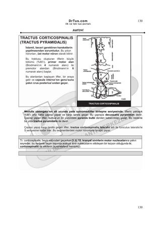 DrTus.com                                                   130
                                       ilk ve tek t us portalı


                                             ANAT OMĐ

TRACTUS CORTICOSPINALIS
(TRACTUS PYRAMIDALIS)
    Đstemli, beceri gerektiren hareketlerin
    yapılmasından sorumludur. Bu yolun
    nöronları, üst motor nöron olarak bilinir.
    Bu traktusu oluşturan liflerin büyük
    bölümü (%80’i), primer motor alan
    (Brodmann’ın 4 numaralı alanı) ile
    premotor alandan (Brodmann’ın 6
    numaralı alanı) başlar.
    Bu alanlardan başlayan lifler, bir araya
    gelir ve capsula interna’nın genu’suna
    yakın crus posterius’undan geçer.




   Medulla oblongata’nın alt ucunda yada spinomedüller birleşme seviyesinde, liflerin yaklaşık
   %90’ı orta hatta çapraz yapar ve karşı tarafa geçer. Bu çapraza decussatio pyramidum denir.
   Çapraz yapan lifler, bulbus’un ön yüzündeki pyramis bulbi denilen kabarıntıları yapar. Bu nedenle
   bu yola tractus pyramidalis de denir.

   Çapraz yapıp karşı tarafa geçen lifler, tractus corticospinalis lateralis adı ile funiculus lateralis’te
   S seviyesine kadar iner. Bu segmentlerdeki motor nöronlarla sinaps yapar.
     4




Tr. corticospinalis, beyin sapından geçerken 3. 6. 12. kranyal sinirlerin motor nucleuslarına yakın
seyreder. bu nedenle beyin sapında kranyal sinir nukleuslarını etkileyen bir lezyon olduğunda tr.
corticospinalis de etkilenir (kontralateral hemipleji).




                                                                                                      130
 