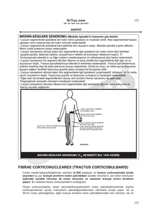 DrTus.com                                                     131
                                         ilk ve tek t us portalı


                                               ANAT OMĐ

BROWN-SÉQUARD SENDROMU (Medulla spinalis’in transvers yarı kesisi)
• Lezyon segmentinde ipsilateral alt motor nöron paralizisi ve musküler atrofi. Kesi segmentinde hasara
uğrayan cornu anterius’taki alt motor nöronlar nedeniyledir.
• Lezyon segmentinde ipsilateral bant şeklinde tüm duyuların kaybı. Medulla spinalis’e giren afferent
liflerin (radix posterior) kesisi nedeniyledir.
• Lezyon seviyesinin altında kalan tüm segmentlerle ilgili ipsilateral üst motor nöron felci belirtileri
 (spastik paralizi, Babinski belirtisi, yüzeyel karın refleksi ile kremaster refleksinin kaybı). Tr.
 Corticospinalis lateralis’in ve diğer yolların (vestibulospinal ve retikülospinal gibi) kesisi nedeniyledir.
• Lezyon seviyesinin bir segment altından itibaren ve karşı tarafta tüm segmentlerle ilgili ağrı ve ısı
duyusunun kaybı. Tractus spinothalamicus lateralis’in kesilmesi nedeniyledir. Tractus spinothalamicus
anterior kesilmiş olsa da kaba dokunma duyusu kaybolmaz. Çünkü bu duyu, iki nokta ayrımı duyusunu
taşıyan sağlam taraftaki fasciculus gracilis yada cuneatus ile kompanse edilir.
• Lezyon seviyesinin altında kalan tüm segmentlerle ilgili ipsilateral; proprioseptif, vibrasyon ve iki nokta
ayrımı duyularının kaybı. Fasciculus gracilis ve fasciculus cuneatus’un harabiyeti nedeniyledir.
• Eğer kesi üst torakal segmentlerden olursa, tüm bunlara Horner sendromu da eşlik eder.
 Preganglionik sempatik nöronların harabiyeti nedeniyledir.
• Lezyon seviyesinin altından itibaren tüm segmentlerle ilgili ipsilateral; ağrı-ısı, kaba dokunma ve
 basınç duyuları sağlamdır.




FIBRAE CORTICONUCLEARES (TRACTUS CORTICOBULBARIS)
  Cortex cerebri’dekiyüzileilgilimotor alandan (4 BA) başlayan ve tractus corticospinalis içinde
  seyreden bu yol, kranyal sinirlerin motor çekirdekleri içindeki nöronların, üst motor nöronudur
  (çekirdek içindeki nöronlar alt motor nörondur ve uzantıları kranyal sinirin kendisini
  yapar). Bu nedenle tractus corticospinalis’in analoğudur.
  Fibrae corticonucleares, beyin sapındakikranyalsinirlerin motor çekirdekleriüzerinde, tractus
  corticospinalis’ten ayrılıp, kranyalsinir çekirdeğiiçindekimotor nöronlarla sinaps yapar. VII ve
  XII’nin motor çekirdeğihariç, diğer kranyal sinirlerin motor çekirdeklerindeki tüm nöronlar, her iki


                                                                                                          131
 