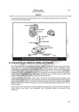 DrTus.com                                                     132
                                        ilk ve tek t us portalı


                                              ANAT OMĐ

  hemisferden (bilateral olarak) kortikonüklear lif alır. Bu nedenle supranüklear lezyon, sadece VII
  ve XII nci kranyal sinirlerle ilgilidir.




N. FACIALIS’ĐN (VII. KRANYAL SĐNĐR) LEZYONLARI
  Nervus facialis’in motor çekirdeğindeki nöronların uzantıları, fasiyal sinir içinde mimik kaslara gider.
  Yüzün bir taraf yarısının üst çeyreğindeki kasları uyaran motor nöronlar (çekirdeğin dorsal
  bölümündedir), bilateral olarak kortikonüklear lif alırken, alt çeyreğindeki kasları uyaranlar(çekirdeğin
  ventral bölümündedir) sadece karşı korteksten kortikonüklear lif alır. Bu nedenle supranüklear
  lezyonlarda, sadece kontralateral yüz yarısının alt çeyreğindeki mimik kaslarda paralizi olur (santral tip
  fasiyal paralizi). Intranüklear yada infranüklear lezyonlarda ise, aynı taraf yüz yarımındaki mimik
  kasların tümü paralizik olur (periferik tip fasiyal paralizi, Bell paralizi).
  Fasiyal paralizilerde, ağız sağlam tarafa kayar. Santral tip (supranüklear) fasiyal paralizide; ağız
  lezyon tarafına (sağlam taraf yüz yarısına) kayar ve lezyonun karşı tarafındaki ağız köşesi aşağıya
  sarkar. Kornea refleksi sağlamdır. Periferik tip (intranüklear yada infranüklear) fasiyal paralizide (Bell’s
  felci) ise; ağız lezyonun karşı tarafına kayar ve lezyon tarafındaki ağız köşesi aşağıya sarkar. Kornea
  refleksi kaybolur.
  Supranüklear lezyon, fasiyal sinirin motor çekirdeğinin bulunduğu pons’un yukarısındadır. Đntranüklear
  lezyon, pons’ta olup fasiyal sinirin çekirdeğini tutar. Đnfranüklear lezyon ise genellikle fasiyal
  kanaldadır.




                                                                                                         132
 
