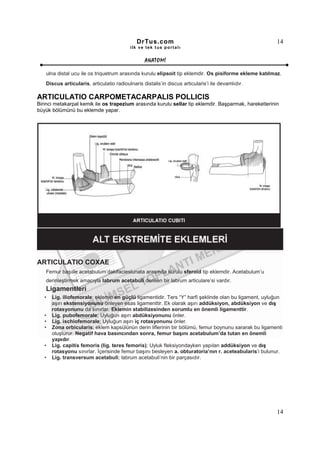 DrTus.com                                                 14
                                          ilk ve tek t us portalı


                                                 ANAT OMĐ

   ulna distal ucu ile os triquetrum arasında kurulu elipsoit tip eklemdir. Os pisiforme ekleme katılmaz.
   Discus articularis, articulatio radioulnaris distalis’in discus articularis’i ile devamlıdır.

ARTICULATIO CARPOMETACARPALIS POLLICIS
Birinci metakarpal kemik ile os trapezium arasında kurulu sellar tip eklemdir. Başparmak, hareketlerinin
büyük bölümünü bu eklemde yapar.




ARTICULATIO COXAE
   Femur başıile acetabulum’dakifacieslunata arasında kurulu sferoid tip eklemdir. Acetabulum’u
   derinleştirmek amacıyla labrum acetabuli denilen bir labrum articulare’si vardır.
   Ligamentleri
   •   Lig. iliofemorale; eklemin en güçlü ligamentidir. Ters “Y” harfi şeklinde olan bu ligament, uyluğun
       aşırı ekstensiyonunu önleyen esas ligamenttir. Ek olarak aşırı addüksiyon, abdüksiyon ve dış
       rotasyonunu da sınırlar. Eklemin stabilizesinden sorumlu en önemli ligamenttir.
   •   Lig. pubofemorale; Uyluğun aşırı abdüksiyonunu önler.
   •   Lig. ischiofemorale; Uyluğun aşırı iç rotasyonunu önler.
   •   Zona orbicularis; eklem kapsülünün derin liflerinin bir bölümü, femur boynunu sararak bu ligamenti
       oluşturur. Negatif hava basıncından sonra, femur başını acetabulum’da tutan en önemli
       yapıdır.
   •   Lig. capitis femoris (lig. teres femoris); Uyluk fleksiyondayken yapılan addüksiyon ve dış
       rotasyonu sınırlar. Đçerisinde femur başını besleyen a. obturatoria’nın r. aceteabularis’i bulunur.
   •   Lig. transversum acetabuli; labrum acetabuli’nin bir parçasıdır.




                                                                                                       14
 