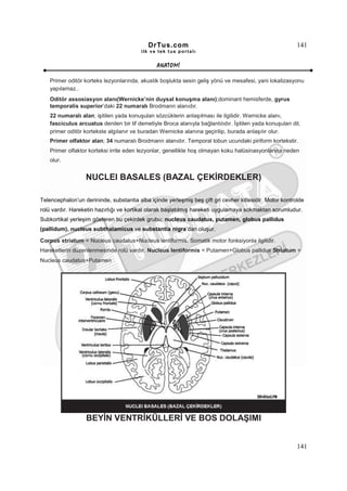 DrTus.com                                                    141
                                         ilk ve tek t us portalı


                                               ANAT OMĐ

   Primer oditör korteks lezyonlarında, akustik boşlukta sesin geliş yönü ve mesafesi, yani lokalizasyonu
   yapılamaz..
   Oditör assosiasyon alanı(Wernicke’nin duysal konuşma alanı);dominant hemisferde, gyrus
   temporalis superior’daki 22 numaralı Brodmann alanıdır.
   22 numaralı alan; işitilen yada konuşulan sözcüklerin anlaşılması ile ilgilidir. Wernicke alanı,
   fasciculus arcuatus denilen bir lif demetiyle Broca alanıyla bağlantılıdır. Đşitilen yada konuşulan dil,
   primer oditör kortekste algılanır ve buradan Wernicke alanına geçirilip, burada anlaşılır olur.
   Primer olfaktor alan; 34 numaralı Brodmann alanıdır. Temporal lobun ucundaki piriform kortekstir.
   Primer olfaktor korteksi irrite eden lezyonlar, genellikle hoş olmayan koku halüsinasyonlarına neden
   olur.


                  NUCLEI BASALES (BAZAL ÇEKĐRDEKLER)

Telencephalon’un derininde, substantia alba içinde yerleşmiş beş çift gri cevher kitlesidir. Motor kontrolde
rolü vardır. Hareketin hazırlığı ve kortikal olarak başlatılmış hareketi uygulamaya sokmaktan sorumludur.
Subkortikal yerleşim gösteren bu çekirdek grubu; nucleus caudatus, putamen, globus pallidus
(pallidum), nucleus subthalamicus ve substantia nigra’dan oluşur.

Corpus striatum = Nucleus caudatus+Nucleus lentiformis. Somatik motor fonksiyonla ilgilidir.
Hareketlerin düzenlenmesinde rolü vardır. Nucleus lentiformis = Putamen+Globus pallidus Striatum =
Nucleus caudatus+Putamen




                  BEYĐN VENTRĐKÜLLERĐ VE BOS DOLAŞIMI


                                                                                                         141
 