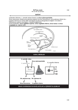 DrTus.com                                                      144
                                         ilk ve tek t us portalı


                                               ANAT OMĐ

cerebrales inferiores, v. centralis retinae (bazen) ve sinus sphenoparietalis.
Sinus cavernosus; arkada sinus petrosus superior ile sinus transversus’a, sinus petrosus inferior ile v.
jugularis interna’ya ve venöz dallar aracılığıyla da plexus pterygoideus’a bağlanır. Ek olarak v.
Ophthalmica superior aracılığıyla v. facialis’le bağlantılıdır.
Dural sinüslerden; sinus sagittalis superior, sinus sagittalis inferior, sinus rectus ve sinus
occipitalis tek, diğerleri çifttir.




                                                                                                           144
 