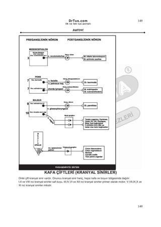 DrTus.com                                                        149
                                            ilk ve tek t us portalı


                                                   ANAT OMĐ




                        KAFA ÇĐFTLERĐ (KRANYAL SĐNĐRLER)
Oniki çift kranyal sinir vardır. Onuncu kranyal sinir hariç, hepsi kafa ve boyun bölgesinde dağılır.
I,II ve VIII nci kranyal sinirler saf duyu, III,IV,VI ve XII nci kranyal sinirler primer olarak motor, V,VII,IX,X ve
XI nci kranyal sinirler mikstir.




                                                                                                                149
 