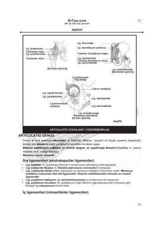 DrTus.com                                                 15
                                     ilk ve tek t us portalı


                                           ANAT OMĐ




ARTICULATIO GENUS
  Femur ile tibia arasında bikondüler tip eklemdir. Ekleme, vücudun en büyük susamsı (sesamoid)
  kemiği olan patella’da katılır ve femur’un kondülleri ile eklem yapar.
  Eklemin stabilizesini sağlayan en önemli oluşum, m. quadriceps femoris’tir(özellikle m. vastus
  medialis ve m. vastus lateralis).
  Menisküs içeren eklemdir.

  Dış ligamentleri (ekstrakapsüler ligamentler)
 •   Lig. patellae; m. quadriceps femoris’in tendonunun kalınlaşmış orta parçasıdır.
 •   Lig collaterale fibulare; n. fibularis (peroneus) communis’le komşudur.
 •   Lig. collaterale tibiale;eklem kapsülüne ve meniscus medialis’e tutunması vardır. Meniscus
     medialis’e tutunması olan tek ligamenttir. Eklemin stabilizesinden sorumlu en önemli
     ligamenttir.
 •   Lig. popliteum obliquum; m. semimembranosus’un tendonunun bir parçasıdır.
 •   Lig. popliteum arcuatum; M. popliteus’un origo liflerinin yoğunlaşmasından meydana gelir.
     Bacağın iç rotasyonunu kontrol eder.

  Đç ligamentleri (intraartiküler ligamentler)


                                                                                                  15
 