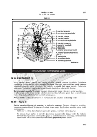 DrTus.com                                                 150
                                      ilk ve tek t us portalı


                                             ANAT OMĐ




N. OLFACTORIUS (I)
  Koku yolunun birinci nöronu olan bipolar nöronlar, olfaktor reseptör hücrelerdir. Đnsanlarda
  çoğalabilme özelliği olan tek nöron grubudur. Ek olarak, insan sinir sistemindeki en küçük çaplı ve
  miyelinsiz aksonlara sahip nöronlardır. Bu nedenle en düşük ileti hızına sahiptir. Thalamus’a
  uğramayan, merkezine 2 nöronla taşınan ve reseptör olarak nöron kullanan tek duyudur.
  Concha nasalis superior’da lokalize olan pars olfactoria’daki bipolar nöronların santral uzantıları,
  n. olfactorius adı ile etmoid kemiğin kribriform laminasından, kafa içine geçer. Dura ve arachnoidea
  materi delip, bulbus olfactorius’taki hücrelerle sinaps yapar.
  Primer olfaktor korteks; Brodmann’ın 34 numaralı alanıdır. Kokuların ayırt edildiği yerdir.

N. OPTICUS (II)
  Retinal ganglion hücrelerinin uzantıları n. opticus’u oluşturur. Ganglion hücrelerinin uzantıları,
  corpus geniculatum laterale’de bulunan nöronlarla sinaps yapar. Bu nöronların uzantıları primer vizüel
  kortekse gider.
       Optik sinir ve retina, diensefalon’un uzantısıdır. Đçinde a.v. centralis retinae bulunur.
      N. opticus, beyin zarları ile sarılıdır. Çevresinde subaraknoidal boşluk vardır. Bu nedenle
      BOS’taki basınç artışları, sinirin içinden geçen v. centralis retinae’ye bası yapıp, venöz dönüşte
      obstrüksiyon sonucu discus nervi optici’de ödeme (papilödem) neden olabilir.



                                                                                                   150
 