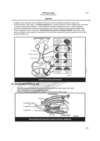 DrTus.com                                                    152
                                          ilk ve tek t us portalı


                                                ANAT OMĐ

    dudağını tutan lezyonlar ise kontralateral alt homonimos kuvadrantik anopia’ya neden olur.
•   Vizüel korteksin major arteri, a. cerebri posterior’dur. Ancak makula’nın temsil edildiği alan, ek olarak
    a. cerebri media’dan da beslenir. Vizüel korteksin vasküler lezyonlarında da (a. cerebri posterior
    tıkanması) kontralateral homonimos hemianopia olur. Ancak maküler (santral) görme sağlam kalır
•   Polus occipitalis’e oturan lezyonlar, kontralateral homonimos maküler defekte neden olur. Sağ
    polus occipitalis’e bası yapan bir lezyonda, sol homonimos parasantral skotom (yada sol homonimos
    maküler defekt) olur.




N. OCULOMOTORIUS (III)
•        Fossa interpeduncularis’den ve sulcus pontocruralis’ten beyin sapını terk eder.
•        Sinus cavernosus’un dış duvarından geçer.
•        Fissura orbitalis superior ve Zinn halkası’ndan geçerek orbitaya gelir.




                                                                                                         152
 