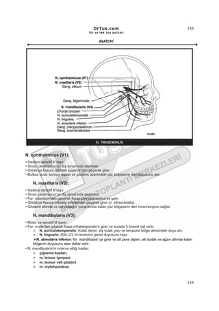 DrTus.com                                                      155
                                          ilk ve tek t us portalı


                                                 ANAT OMĐ




N. ophthalmicus (V1);
• Sadece sensitif lif taşır.
• Sinus cavernosus’un dış duvarında seyreder.
• Orbita’ya fissura orbitalis superior’dan geçerek girer.
• Bulbus oculi, burnun tepesi ve gözlerin üzerindeki yüz bölgesinin deri duyusunu alır.

     N. maxillaris (V2);
• Sadece sensitif lif taşır.
• Sinus cavernosus’un dış duvarında seyreder.
• For. rotundum’dan geçerek fossa pterygopalatina’ya gelir.
• Orbita’ya fissura orbitalis inferior’dan geçerek girer (n. infraorbitalis).
• Gözlerin altında ve üst dudağın yukarısında kalan yüz bölgesinin deri innervasyonu sağlar.

     N. mandibularis (V3);
• Motor ve sensitif lif içerir.
• For. ovale’den çıkarak fossa infratemporalis’e girer ve burada 3 önemli dal verir;
          N. auriculotemporalis; Kulak derisi, dış kulak yolu ve temporal bölge derisinden duyu alır.
          N. lingualis; Dilin 2/3 ön kısmının genel duyusunu taşır.
        N. alveolaris inferior; for. mandibulae’ ya girer ve alt çene dişleri, alt dudak ve ağzın altında kalan
     bölgenin duyusunu alan dallar verir.
• N. mandibularis’in innerve ettiği kaslar;
          çiğneme kasları,
          m. tensor tympani,
          m. tensor veli palatini,
          m. mylohyoideus,



                                                                                                            155
 