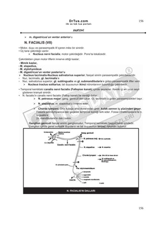 DrTus.com                                                    156
                                         ilk ve tek t us portalı


                                               ANAT OMĐ

         m. digastricus’un venter anterior’u

    N. FACIALIS (VII)
• Motor, duyu ve parasempatik lif içeren miks bir sinirdir.
• Üç tane çekirdeği vardır.
            Nucleus nervi facialis; motor çekirdeğidir. Pons’ta lokalizedir.
Çekirdekten çıkan motor liflerin innerve ettiği kaslar;
 • Mimik kaslar,
• M. stapedius,
• M. stylohyoideus
• M. digastricus’un venter posterior’u
     Nucleus lacrimalis-Nucleus salivatorius superior; fasiyal sinirin parasempatik çekirdekleridir.
• Nuc. lacrimalis, gl. lacrimalis’e
• Nuc. salivatorius superior, gl. sublingualis ve gl. submandibularis’e giden parasempatik lifler verir.
         Nucleus tractus solitarius; tat duyusunun ikinci nöronlarının bulunduğu çekirdektir.
• Temporal kemikteki canalis nervi facialis (Fallopian kanalı) içinde seyreder. Kemik içi en uzun seyir
   gösteren kranyal sinirdir.
• N. facialis’in canalis nervi facialis (Fallop kanalı)’te verdiği dallar;
                  N. petrosus major; gang. geniculi’den çıkar. Gl. lacrimalis’e giden parasempatikleri taşır.
                 N. stapedius; m. stapedius’u innerve eder.
                 Chorda tympani; Orta kulağa arka duvarından girer, kulak zarının iç yüzünden geçer.
               Fissura petrotympanica’dan geçerek temporal kemiği terk eder. Fossa infratempolaris’te n.
               lingualis’e
               (n. mandibularis’in dalı) katılır.
        Ganglion geniculi fasiyal sinirin ganglionudur. Temporal kemikteki fasiyal kanal içindedir.
        Ganglion içinde genel somatik duyuların ve tat duyusunun birinci nöronları bulunur.




                                                                                                         156
 