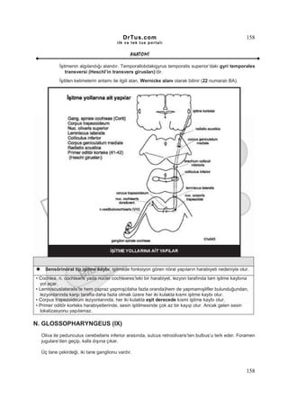 DrTus.com                                                      158
                                        ilk ve tek t us portalı


                                               ANAT OMĐ

           Đşitmenin algılandığı alandır. Temporallobdakigyrus temporalis superior’daki gyri temporales
              transversi (Heschl’in transvers girusları)’dir.
           Đşitilen kelimelerin anlamı ile ilgili alan, Wernicke alanı olarak bilinir (22 numaralı BA).




    Sensörinöral tip işitme kaybı; işitmede fonksiyon gören nöral yapıların harabiyeti nedeniyle olur.
• Cochlea, n. cochlearis yada nuclei cochleares’teki bir harabiyet, lezyon tarafında tam işitme kaybına
  yol açar.
• Lemniscuslateralis’te hem çapraz yapmış(daha fazla oranda)hem de yapmamışlifler bulunduğundan,
  lezyonlarında karşı tarafta daha fazla olmak üzere her iki kulakta kısmi işitme kaybı olur.
• Corpus trapezoideum lezyonlarında, her iki kulakta eşit derecede kısmi işitme kaybı olur.
• Primer oditör korteks harabiyetlerinde, sesin işitilmesinde çok az bir kayıp olur. Ancak gelen sesin
  lokalizasyonu yapılamaz.

N. GLOSSOPHARYNGEUS (IX)
  Oliva ile pedunculus cerebellaris inferior arasında, sulcus retroolivaris’ten bulbus’u terk eder. Foramen
  jugulare’den geçip, kafa dışına çıkar.

  Üç tane çekirdeği, iki tane ganglionu vardır.



                                                                                                          158
 
