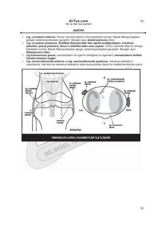 DrTus.com                                                    16
                                     ilk ve tek t us portalı


                                            ANAT OMĐ

•   Lig. cruciatum anterius; Femur üzerinde tibia’nın öne hareketini sınırlar. Bacak fleksiyondayken
    gevşek, ekstensiyondayken gergindir. Bacağın aşırı ekstensiyonunu önler.
•   Lig. cruciatum posterius; Özellikle fleksiyondaki dize ağırlık bindiğinde(örn. merdiven
    çıkarken, yokuş çıkarken), femur’u stabilize eden esas yapıdır. Femur üzerinde tibia’nın arkaya
    hareketini sınırlar. Bacak fleksiyondayken gergin, ekstensiyondayken gevşektir. Bacağın aşırı
    fleksiyonunu önler.
•   Lig transversum genus; menisküslerin ön uçlarını birleştiren bu ligament, menisküslerin birlikte
    hareket etmesini sağlar.
•   Lig. meniscofemorale anterius ve lig. meniscofemorale posterius; meniscus lateralis’in
    uzantılarıdır. Her ikisi de meniscus lateralis’in arka boynuzundan femur’un medial kondülüne uzanır.




                                                                                                     16
 