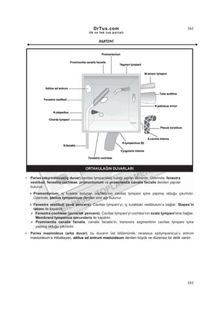 DrTus.com                                                 161
                                        ilk ve tek t us portalı


                                               ANAT OMĐ




•   Paries labyrinthicus(iç duvar);cavitas tympaniileiç kulağı ayıran duvardır. Üzerinde; fenestra
    vestibuli, fenestra cochleae, promontorium ve prominentia canalis facialis denilen yapılar
    bulunur.
     Promontorium; iç kulakta bulunan cochlea’nın cavitas tympani içine yapmış olduğu çıkıntıdır.
     Üzerinde, plexus tympanicus denilen sinir ağı bulunur.
     Fenestra vestibuli (oval pencere); Cavitas tympani’yi, iç kulaktaki vestibulum’a bağlar. Stapes’in
     tabanı ile kapatılır.
      Fenestra cochleae (yuvarlak pencere); Cavitas tympani’yi cochlea’nın scala tympani’sine bağlar.
      Membrana tympanica secundaria ile kapatılır.
      Prominentia canalis facialis, canalis facialis’in, transvers segmentinin cavitas tympani içine
      yapmış olduğu çıkıntıdır.
•   Paries mastoideus (arka duvar); bu duvarın üst bölümünde, recessus epitympanicus’u antrum
    mastoideum’a irtibatlayan, aditus ad antrum mastoideum denilen büyük ve düzensiz bir delik vardır.




                                                                                                     161
 