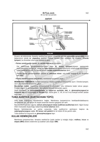 DrTus.com                                                 162
                                     ilk ve tek t us portalı


                                            ANAT OMĐ




  Duvarın alt bölümünde, fenestra vestibuli’nin hemen arkasında görülen eminentia pyramidalis isimli
  kabarıntının içinde m. stapedius bulunur. Fasiyal kanalın inen segmenti bu duvardır. Chorda
  tympani, bu duvardan orta kulak boşluğuna girer.
  • Paries caroticus (ön duvar); A. carotis interna ile komşudur.
     Üst bölümünde görülenikiağızdan;üstte olanı m. tensor tympani’yiiçeren semicanalis
     musculitensoris tympani’ye, alttaki ise tuba auditiva’nın kemik bölümünün oluşturduğu semicanalis
     tubae auditivae’ye aittir. Đki kanala birlikte canalis musculotubarius denir.
     Parotis bezine parasempatikleri götüren n. petrosus minor, orta kulak boşluğunu bu duvardan
     terk eder.
  • Paries membranaceus (dış duvar); membrana tympanica yapar.
  MEMBRANA TYMPANICA; Cavitas tympani’yi, meatus acusticus externus’tan ayırır. Chorda tympani,
  zarın üst bölümüne yaslanarak geçer.
  Manubrium mallei, membrana tympanica’nın iç yüzünden, orta noktasına kadar sıkıca yapışır.
  Politzer üçgeni ön alt kadrandadır. Miringotomi arka-alt kadrandan yapılır.
  Zarın duyusunu; n. auriculotemporalis, n. vagus’un auriküler dalı, n. glossopharyngeus’un
  timpanik dalı ve muhtemelen n. facialis taşır. Buna göre; V, VII, IX ve X ncu kranyal sinirler zardan
  duyu taşır.
TUBA AUDITIVA (EUSTACHIAN TÜPÜ)
  Orta kulak boşluğunu nazofarinks’e bağlar. Membrana tympanica’nın herikitarafındakibasıncı
  dengelemek için, adı geçen iki boşluk arasında havanın geçişine izin verir.
  Nazofarinks’te görülen ağzına, ostium pharyngeum tubae auditivae (auditoriae) denir. Ağzın burayı
  örten mukozada oluşturduğu kabarıntıya torus tubarius denir.
  Basınç farklılıklarında ve yutma sırasında, tuba auditiva’nın açılmasını başlıca m.
  salpingopharyngeus sağlar. M. tensor veli palatini’nin bir bölüm lifi de yardım eder.
  Tuba auditiva’nın duyusunu n. glossopharyngeus taşır.
KULAK KEMĐKÇĐKLERĐ
  Membrana tympanica’dan, fenestra vestibuli’ye (yada zardan iç kulağa) doğru; malleus, incus ve
  stapes (MIS) olarak sıralanırlar (iç kulaktan zara doğru SIM).



                                                                                                  162
 