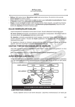 DrTus.com                                                        163
                                          ilk ve tek t us portalı


                                                 ANAT OMĐ

•   Malleus; Şekli çekice benzer. Manubrium mallei kulak zarına tutunur. Bu çıkıntının üst ucuna m.
    tensor tympani’nin tendonu yapışır.
•   Incus; şekli örs’e benzer. Caput mallei ile sellar tip eklem yapar (articulatio incudomallearis). Stapes
    ile sferoid bir eklem kurar (articulatio incudostapedialis).
•   Stapes; vücudun en küçük kemiğidir. Şekli üzengi’ye benzer. Basis stapedis, oval şekilli olup fenestra
    vestibuli’ye elastik bir bağ aracılığıyla tutunur. (syndesmosis tympanostapedialis). Boynunun arka
    tarafına m. stapedius’un tendonu insersiyo yapar.

KULAK KEMĐKÇĐKLERĐ KASLARI
    Kulak kemikçiklerinin hareketlerini kontrol eden iki kastır. Akustik reflekslerde fonksiyonları vardır.
    M. tensor tympani;semicanalis musculitensoris tympanidenilen kanaliçindedir. Manubrium mallei’nin
    üst ucuna tutunur. N. mandibularis tarafından innerve edilir.
    M. stapedius; eminentia pyramidalis’teki konik boşluğun duvarından başlar, stapes boynunun arka
    yüzüne yapışarak sonlanır. Vücudun en küçük çizgilikasıdır. N. facialis’in dalı olan n. stapedius
    tarafındaninnerve edilir.
    M. stapedius’un felcinde bu fonksiyon görülemediğinden, gelen ses dalgaları olduğu gibi iç kulağa
    geçerek, sese karşı duyarlılığının artmasına (hiperakuzi) neden olur.

CAVITAS TYMPANI’NĐN DAMARLARI VE SĐNĐRLERĐ
    Orta kulak boşluğunu başlıca a. maxillaris’in dalları besler. Venleri, plexus pterygoideus’a ve sinus
    petrosus superior’a açılır.
    Orta kulak boşluğunun duyusunu, n. glossopharyngeus (plexus tympanicus) taşır.


AURIS INTERNA (LABYRINTH)
    Temporalkemiğin petroz parçasıiçindedir. Labyrinthus osseus denilen kemik boşluklarile bu boşluklara
    uyan zar yapısındaki labyrinthus membranaceus’tan meydana gelir. Denge ve işitme ile ilgili yapıları
    içerir.




     LABYRINTHUS OSSEUS
         Vücutta, dişlerden sonra en sert kemik dokusudur. Labyrinthus membranaceus’u bir kabuk gibi


                                                                                                              163
 