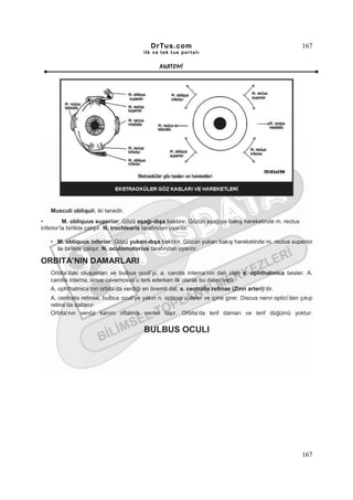 DrTus.com                                                     167
                                         ilk ve tek t us portalı


                                                ANAT OMĐ




   Musculi obliquii; iki tanedir.
•         M. obliquus superior; Gözü aşağı-dışa baktırır. Gözün aşağıya bakış hareketinde m. rectus
inferior’la birlikte çalışır. N. trochlearis tarafından uyarılır.

   • M. obliquus inferior; Gözü yukarı-dışa baktırır. Gözün yukarı bakış hareketinde m. rectus superior
     ile birlikte çalışır. N. oculomotorius tarafından uyarılır.

ORBITA’NIN DAMARLARI
   Orbita’daki oluşumları ve bulbus oculi’yi, a. carotis interna’nın dalı olan a. ophthalmica besler. A.
   carotis interna, sinus cavernosus’u terk ederken ilk olarak bu dalını verir.
   A. ophthalmica’nın orbita’da verdiği en önemli dal; a. centralis retinae (Zinn arteri)’dir.
   A. centralis retinae, bulbus oculi’ye yakın n. opticus’u deler ve içine girer. Discus nervi optici’den çıkıp
   retina’da dallanır.
   Orbita’nın venöz kanını oftalmik venler taşır. Orbita’da lenf damarı ve lenf düğümü yoktur.


                                         BULBUS OCULI




                                                                                                          167
 