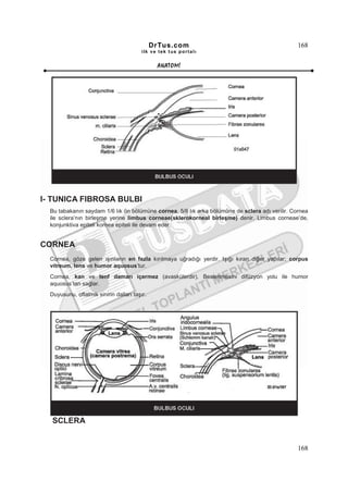 DrTus.com                                          168
                                         ilk ve tek t us portalı


                                               ANAT OMĐ




I- TUNICA FIBROSA BULBI
  Bu tabakanın saydam 1/6 lık ön bölümüne cornea, 5/6 lık arka bölümüne de sclera adı verilir. Cornea
  ile sclera’nın birleşme yerine limbus corneae(sklerokorneal birleşme) denir. Limbus corneae’de,
  konjunktiva epiteli kornea epiteli ile devam eder.


CORNEA
  Cornea, göze gelen ışınların en fazla kırılmaya uğradığı yerdir. Işığı kıran diğer yapılar; corpus
  vitreum, lens ve humor aquosus’tur.
  Cornea, kan ve lenf damarı içermez (avaskülerdir). Beslenmesini difüzyon yolu ile humor
  aquosus’tan sağlar.
  Duyusunu, oftalmik sinirin dalları taşır.




   SCLERA


                                                                                                 168
 