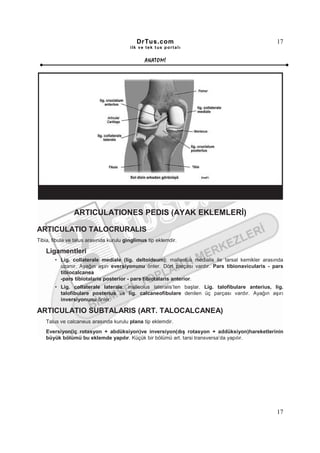 DrTus.com                                            17
                                         ilk ve tek t us portalı


                                               ANAT OMĐ




                ARTICULATIONES PEDIS (AYAK EKLEMLERĐ)

ARTICULATIO TALOCRURALIS
Tibia, fibula ve talus arasında kurulu ginglimus tip eklemdir.

   Ligamentleri
       • Lig. collaterale mediale (lig. deltoideum); malleolus medialis ile tarsal kemikler arasında
         uzanır. Ayağın aşırı eversiyonunu önler. Dört parçası vardır. Pars tibionavicularis - pars
         tibiocalcanea
         -pars tibiotalaris posterior - pars tibiotalaris anterior.
       • Lig. collaterale laterale; malleolus lateralis’ten başlar. Lig. talofibulare anterius, lig.
         talofibulare posterius ve lig. calcaneofibulare denilen üç parçası vardır. Ayağın aşırı
         inversiyonunu önler.

ARTICULATIO SUBTALARIS (ART. TALOCALCANEA)
   Talus ve calcaneus arasında kurulu plana tip eklemdir.
   Eversiyon(iç rotasyon + abdüksiyon)ve inversiyon(dış rotasyon + addüksiyon)hareketlerinin
   büyük bölümü bu eklemde yapılır. Küçük bir bölümü art. tarsi transversa’da yapılır.




                                                                                                 17
 