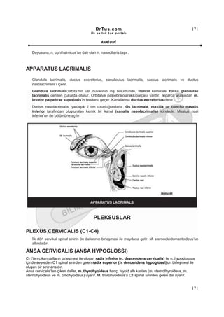 DrTus.com                                                    171
                                        ilk ve tek t us portalı


                                               ANAT OMĐ

   Duyusunu, n. ophthalmicus’un dalı olan n. nasociliaris taşır.



APPARATUS LACRIMALIS

   Glandula lacrimalis, ductus excretorius, canaliculus lacrimalis, saccus lacrimalis ve ductus
   nasolacrimalis’i içerir.
   Glandula lacrimalis;orbita’nın üst duvarının dış bölümünde, frontal kemikteki fossa glandulae
   lacrimalis denilen çukurda oturur. Orbitalve palpebralolarakikiparçası vardır. Đkiparça arasından m.
   levator palpebrae superioris’in tendonu geçer. Kanallarına ductus excretorius denir.
   Ductus nasolacrimalis, yaklaşık 2 cm uzunluğundadır. Os lacrimale, maxilla ve concha nasalis
   inferior tarafından oluşturulan kemik bir kanal (canalis nasolacrimalis) içindedir. Meatus nasi
   inferior’un ön bölümüne açılır.




                                          PLEKSUSLAR

PLEXUS CERVICALIS (C1-C4)
   Đlk dört servikal spinal sinirin ön dallarının birleşmesi ile meydana gelir. M. sternocleidomastoideus’un
   altındadır.

ANSA CERVICALIS (ANSA HYPOGLOSSI)
C2,3’ten çıkan dalların birleşmesi ile oluşan radix inferior (n. descendens cervicalis) ile n. hypoglossus
içinde seyreden C1 spinal sinirden gelen radix superior (n. descendens hypoglossi)’un birleşmesi ile
oluşan bir sinir ansıdır.
Ansa cervicalis’ten çıkan dallar, m. thyrohyoideus hariç, hiyoid altı kasları (m. sternothyroideus, m.
sternohyoideus ve m. omohyoideus) uyarır. M. thyrohyoideus’u C1 spinal sinirden gelen dal uyarır.


                                                                                                        171
 