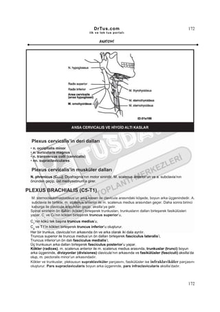 DrTus.com                                                    172
                                       ilk ve tek t us portalı


                                              ANAT OMĐ




  Plexus cervicalis’in deri dalları
 • n. occipitalis minor
 • n. auricularis magnus
 • n. transversus colli (cervicalis)
 • nn. supraclaviculares

  Plexus cervicalis’in musküler dalları
 N. phrenicus (C3,4,5); Diyafragma’nın motor siniridir. M. scalenus anterior’un ve a. subclavia’nın
 önünden geçip, üst mediyastinum’a girer.

PLEXUS BRACHIALIS (C5-T1)
  M. sternocleidomastoideus’un arka kenarı ile clavicula arasındaki köşede, boyun arka üçgenindedir. A.
  subclavia ile birlikte, m. scalenus anterior ile m. scalenus medius arasından geçer. Daha sonra birinci
  kaburga ile clavicula arasından geçip, aksilla’ya gelir.
 Spinal sinirlerin ön dalları (kökler) birleşerek trunkusları, trunkusların dalları birleşerek fasikülüsleri
 yapar. C ve C6’nın kökleri birleşerek truncus superior’u,
         5


 C ’nin kökü tek başına truncus medius’u,
  7
 C ve T1’in kökleri birleşerek truncus inferior’u oluşturur.
   8
 Her bir trunkus, clavicula’nın arkasında ön ve arka olarak iki dala ayrılır.
 Truncus superior ile truncus medius’un ön dalları birleşerek fasciculus lateralis’i,
 Truncus inferior’un ön dalı fasciculus medialis’i,
 Üç trunkusun arka dalları birleşerek fasciculus posterior’u yapar.
 Kökler (radices), m. scalenus anterior ile m. scalenus medius arasında, trunkuslar (trunci) boyun
 arka üçgeninde, divizyonlar (divisiones) clavicula’nın arkasında ve fasikülüsler (fasciculi) aksilla’da
 olup, m. pectoralis minor’un arkasındadır.
 Kökler ve trunkuslar, pleksusun supraklaviküler parçasını, fasikülüsler ise infraklaviküler parçasını
 oluşturur. Pars supraclavicularis boyun arka üçgeninde, pars infraclavicularis aksilla’dadır.



                                                                                                       172
 