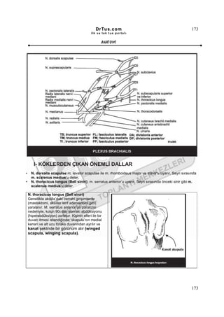 DrTus.com                                                173
                                              ilk ve tek t us portalı


                                                     ANAT OMĐ




       I- KÖKLERDEN ÇIKAN ÖNEMLĐ DALLAR
•     N. dorsalis scapulae m. levator scapulae ile m. rhomboideus major ve minor’u uyarır. Seyri sırasında
      m. scalenus medius’u deler.
•     N. thoracicus longus (Bell siniri); m. serratus anterior’u uyarır. Seyri sırasında önceki sinir gibi m.
      scalenus medius’u deler.

    N. thoracicus longus (Bell siniri)
    Genellikle aksilla’daki cerrahi girişimlerde
    (mastektomi, aksiller lenf adenektomi gibi)
    yaralanır. M. serratus anterior’un paralizisi
    nedeniyle, kolun 900 den sonraki abdüksiyonu
    (hiperabdüksiyon) zorlaşır. Kişinin elleri ile bir
    duvarı itmesi istendiğinde; skapula’nın medial
    kenarı ve alt ucu toraks duvarından ayrılır ve
    kanat şeklinde bir görünüm alır (winged
    scapula, winging scapula).




                                                                                                          173
 