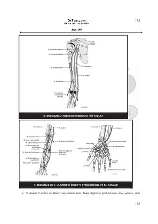 DrTus.com                                                   175
                                  ilk ve tek t us portalı


                                         ANAT OMĐ




N. ulnaris ön kolda; m. flexor carpi ulnaris ile m. flexor digitorum profundus’un ulnar yarısını, elde



                                                                                                 175
 