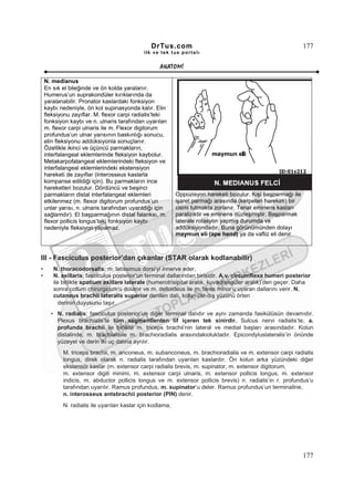 DrTus.com                                                     177
                                             ilk ve tek t us portalı


                                                    ANAT OMĐ

    N. medianus
    En sık el bileğinde ve ön kolda yaralanır.
    Humerus’un suprakondüler kırıklarında da
    yaralanabilir. Pronator kaslardaki fonksiyon
    kaybı nedeniyle, ön kol supinasyonda kalır. Elin
    fleksiyonu zayıflar. M. flexor carpi radialis’teki
    fonksiyon kaybı ve n. ulnaris tarafından uyarılan
    m. flexor carpi ulnaris ile m. Flexor digitorum
    profundus’un ulnar yarısının baskınlığı sonucu,
    elin fleksiyonu addüksiyonla sonuçlanır.
    Özellikle ikinci ve üçüncü parmakların,
    interfalangeal eklemlerinde fleksiyon kaybolur.
    Metakarpofalangeal eklemlerindeki fleksiyon ve
    interfalangeal eklemlerindeki ekstensiyon
    hareketi de zayıflar (interosseus kaslarla
    kompanse edildiği için). Bu parmakların ince
    hareketleri bozulur. Dördüncü ve beşinci
    parmakların distal interfalangeal eklemleri            Oppozisyon hareketi bozulur. Kişi başparmağı ile
    etkilenmez (m. flexor digitorum profundus’un           işaret parmağı arasında (kerpeten hareketi) bir
    unlar yarısı, n. ulnaris tarafından uyarıldığı için    cismi tutmakta zorlanır. Tenar eminens kasları
    sağlamdır). El başparmağının distal falanksı, m.       paraliziktir ve eminens düzleşmiştir. Başparmak
    flexor pollicis longus’taki fonksiyon kaybı            laterale rotasyon yapmış durumda ve
    nedeniyle fleksiyon yapamaz.                           addüksiyondadır. Buna görünümünden dolayı
                                                           maymun eli (ape hand) ya da vaftiz eli denir.



III - Fasciculus posterior’dan çıkanlar (STAR olarak kodlanabilir)
•      N. thoracodorsalis; m. latissimus dorsi’yi innerve eder.
•      N. axillaris; fasciculus posterior’un terminal dallarından birisidir. A.v. circumflexa humeri posterior
       ile birlikte spatium axillare laterale (humerotrisipital aralık, kuvadrangüler aralık)’den geçer. Daha
       sonra collum chirurgicum’u dolanır ve m. deltoideus ile m. teres minor’u uyaran dallarını verir. N.
       cutaneus brachii lateralis superior denilen dalı, kolun üst-dış yüzünü örten
          derinin duyusunu taşır.
      • N. radialis; fasciculus posterior’un diğer terminal dalıdır ve aynı zamanda fasikülüsün devamıdır.
        Plexus brachialis’te tüm segmentlerden lif içeren tek sinirdir. Sulcus nervi radialis’te, a.
        profunda brachii ile birlikte m. triceps brachii’nin lateral ve medial başları arasındadır. Kolun
        distalinde, m. brachialisile m. brachioradialis arasındakioluktadır. Epicondyluslateralis’in önünde
        yüzeyel ve derin iki uç dalına ayrılır.
           M. triceps brachii, m. anconeus, m. subanconeus, m. brachioradialis ve m. extensor carpi radialis
           longus, direk olarak n. radialis tarafından uyarılan kaslardır. Ön kolun arka yüzündeki diğer
           ekstensör kaslar (m. extensor carpi radialis brevis, m. supinator, m. extensor digitorum,
           m. extensor digiti minimi, m. extensor carpi ulnaris, m. extensor pollicis longus, m. extensor
           indicis, m. abductor pollicis longus ve m. extensor pollicis brevis) n. radialis’in r. profundus’u
           tarafından uyarılır. Ramus profundus, m. supinator’u deler. Ramus profundus’un terminaline,
           n. interosseus antebrachii posterior (PIN) denir.
           N. radialis ile uyarılan kaslar için kodlama;




                                                                                                              177
 