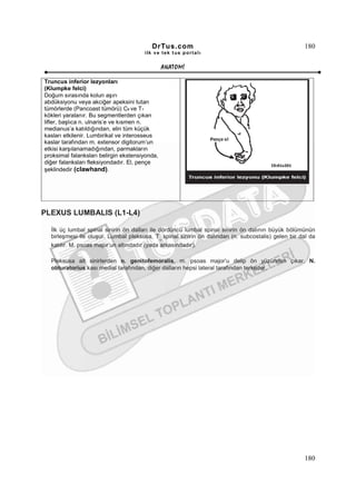 DrTus.com                                                180
                                       ilk ve tek t us portalı


                                                 ANAT OMĐ

Truncus inferior lezyonları
(Klumpke felci)
Doğum sırasında kolun aşırı
abdüksiyonu veya akciğer apeksini tutan
tümörlerde (Pancoast tümörü) C8 ve T1
kökleri yaralanır. Bu segmentlerden çıkan
lifler, başlıca n. ulnaris’e ve kısmen n.
medianus’a katıldığından, elin tüm küçük
kasları etkilenir. Lumbirikal ve interosseus
kaslar tarafından m. extensor digitorum’un
etkisi karşılanamadığından, parmakların
proksimal falanksları belirgin ekstensiyonda,
diğer falanksları fleksiyondadır. El, pençe
şeklindedir (clawhand).




PLEXUS LUMBALIS (L1-L4)

  Đlk üç lumbal spinal sinirin ön dalları ile dördüncü lumbal spinal sinirin ön dalının büyük bölümünün
  birleşmesi ile oluşur. Lumbal pleksusa, T spinal sinirin ön dalından (n. subcostalis) gelen bir dal da
                                                12

  katılır. M. psoas major’un altındadır (yada arkasındadır).

  Pleksusa ait sinirlerden n. genitofemoralis, m. psoas major’u delip ön yüzünden çıkar. N.
  obturatorius kası medial tarafından, diğer dalların hepsi lateral tarafından terkeder.




                                                                                                   180
 