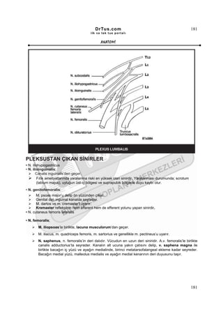 DrTus.com                                                     181
                                        ilk ve tek t us portalı


                                               ANAT OMĐ




PLEKSUSTAN ÇIKAN SĐNĐRLER
• N. iliohypogastricus
• N. ilioinguinalis;
        Canalis inguinalis’den geçer.
         Fıtık ameliyatlarında yaralanma riski en yüksek olan sinirdir. Yaralanması durumunda; scrotum
        (labium majus), uyluğun üst-iç bölgesi ve suprapubik bölgede duyu kaybı olur.
• N. genitofemoralis;
       M. psoas major’u delip ön yüzünden çıkar.
       Genital dalı inguinal kanalda seyreder.
       M. dartos ve m. cremaster’i uyarır.
       Kremaster refleksinin hem afferent hem de efferent yolunu yapan sinirdir.
• N. cutaneus femoris lateralis

• N. femoralis;
       M. iliopsoas’la birlikte, lacuna musculorum’dan geçer.
       M. iliacus, m. quadriceps femoris, m. sartorius ve genellikle m. pectineus’u uyarır.
       N. saphenus, n. femoralis’in deri dalıdır. Vücudun en uzun deri siniridir. A.v. femoralis’le birlikte
       canalis adductorius’ta seyreder. Kanalın alt ucuna yakın çatısını delip, v. saphena magna ile
       birlikte bacağın iç yüzü ve ayağın medialinde, birinci metatarsofalangeal ekleme kadar seyreder.
       Bacağın medial yüzü, malleolus medialis ve ayağın medial kenarının deri duyusunu taşır.




                                                                                                         181
 