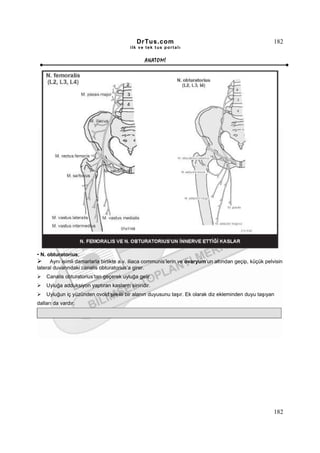 DrTus.com                                                    182
                                         ilk ve tek t us portalı


                                               ANAT OMĐ




• N. obturatorius;
      Aynı isimli damarlarla birlikte a.v. iliaca communis’lerin ve ovaryum’un altından geçip, küçük pelvisin
lateral duvarındaki canalis obturatorius’a girer.
    Canalis obturatorius’tan geçerek uyluğa gelir.
    Uyluğa adduksiyon yaptıran kasların siniridir.
    Uyluğun iç yüzünden ovoid şekilli bir alanın duyusunu taşır. Ek olarak diz ekleminden duyu taşıyan
dalları da vardır.




                                                                                                         182
 