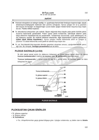 DrTus.com                                                    183
                                         ilk ve tek t us portalı


                                               ANAT OMĐ

      Femoral nöropatinin en belirgin özelliği, m. quadriceps femoris’teki fonksiyon kaybına bağlı, bacak
       ekstensiyonundakigüçlük nedeniyle olan yürüme zorluğudur. Ayrıca uyluğun ön ve iç yüzünün
       deri duyusu ile bacağın ve başparmağın ucuna kadar ayağın medial kenarı boyunca duyu kaybı
       da olur. Patella refleksi kaybolur.
      N. obturatorius’unlezyonları çok nadirdir. Bazen doğumda fetus başıile yada pelvik tümörle pelvis
      duvarına bastırılarak yaralanabilir. Pubis’i içeren pelvis kırıklarında, sakroiliyak eklemin yada
      kalça ekleminin hastalıklarında da yaralanabilir. Yaralanması durumunda, uyluk addüksiyonu ve
      dış rotasyonu zayıflar. Bu nedenle etkilenen ekstremite, diğer ekstremitenin üzerine getirilemez
      (uyluk uyluk üstüne koyulamaz!). Ayrıca uyluğun medial bölümünde atrofi ve uyluğun iç
      yüzünün 1/3 distal bölümünde ovoid şekilli bir alanda duyu kaybı olur.
      N. cut. fem.lateralis’inlig.inguinale altından geçerken sıkışması sonucu, uyluğunlateralinde yanıcı
      ağrı olur. Bu nöropati, meralgia paraesthetica adı ile bilinir.

     PLEXUS SACRALIS (L4-S4)
         Đlk dört sakral spinal sinirin ön dallarının birleşmesi ve birinci sakral spinal sinirin ön dalına
         truncus lumbosacralis’in katılımı ile meydana gelir. M. piriformis’in üzerinde oturur.
         Truncus lumbosacralis; L spinal sinirin ön dalı ile L spinal sinirin ön dalından gelen bir dalın
                                     5                             4

         birleşmesi ile oluşur.




PLEKSUSTAN ÇIKAN SĐNĐRLER
• N. gluteus superior
• N. gluteus inferior
• N. ischiadicus;
         For. infrapiriforme’den geçip gluteal bölgeye girer. Uyluğun ortalarında, uç dalları olan n. tibialis



                                                                                                         183
 
