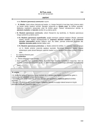 DrTus.com                                                   184
                                            ilk ve tek t us portalı


                                                  ANAT OMĐ

            ve n. fibularis (peroneus) communis’e ayrılır.
             N. tibialis; Uyluk arkası (iskiyokrural kasları, m. biceps femoris’in kısa başı hariç innerve eder)
            ve bacak arkası kasların siniridir. Bacağın arkasında a. tibialis post. ile birlikte seyreder.
            Malleolus madialis’in arkasından arter ile birlikte geçer. Fleksör retinakulumun altında, n.
            plantaris medialis ve lateralis denilen iki uç dalına ayrılır.
            N. fibularis (peroneus) communis; collum fibulae’nin dış tarafında, m. fibularis (peroneus)
            longus içinde iki uç dalına ayrılır.
                 N. fibularis (peroneus) superficialis; ayağa eversiyon yaptıran kasların (fibular; peroneal
                 kaslar) siniridir. Ayağın dorsalyüzünde n. cutaneus dorsalis medialis ve n. cutaneus
                 dorsalis intermedius denilen dallarını verir. Bu dallar, parmak sırtlarında seyreden nn.
                 digitales dorsales pedis denilen dalları verir.
               N. fibularis (peroneus) profundus; a. tibialis anterior’la birlikte, m. extensor hallucis longus
               ve m. tibialis anterior arasında aşağıya seyreder. Bacaktaki ekstensör kasları (ayağa
               ekstensiyon yada dorsal fleksiyon yaptıran kaslar) ve m. fibularis (peroneus) tertius’u innerve
               eder.
•          N. cutaneus femoris post.
•          N. pudendus
              Perine bölgesinin esas siniridir.
            Seyri sırasında, a.v. pudenda interna ile birlikte hem foramen ischiadicum majus’tan, hem de
            foramen ischiadicum minus’tan geçer. S ’deki nöronlarının oluşturduğu çekirdeğe onuf çekirdeği
                                                      2-4


            denir.



    N. suralis
    • N. tibialis’ten gelen n. cutaneus surae medialis ile n. fibularis (peroneus) communis’ten gelen n.
    cutaneus surae lateralis’in birleşmesi ile oluşur.
    • Genellikle greft olarak kullanılan bu sinir, bacağın arka yüzünde v. saphena parva ile birlikte
    seyreder.
    • Bacağın 1/3 distalinin dış ve arka bölgesi, malleolus lateralis ve ayağın lateral kenarının küçük
    parmağa kadar deri duyusunu taşır.




                                                                                                           184
 