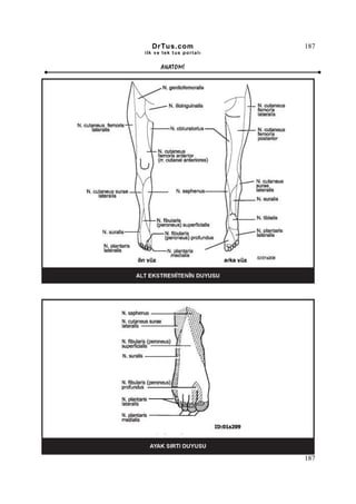DrTus.com               187
ilk ve tek t us portalı


      ANAT OMĐ




                          187
 