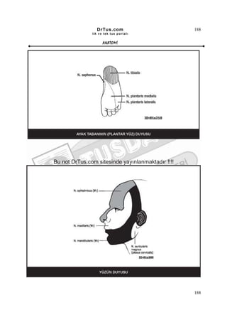DrTus.com                         188
               ilk ve tek t us portalı


                     ANAT OMĐ




Bu not DrTus.com sitesinde yayınlanmaktadır !!!!




                                                   188
 