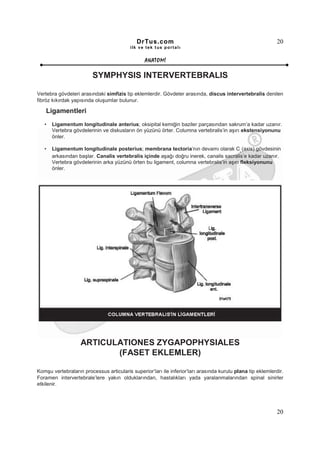 DrTus.com                                                       20
                                          ilk ve tek t us portalı


                                                 ANAT OMĐ

                         SYMPHYSIS INTERVERTEBRALIS

Vertebra gövdeleri arasındaki simfizis tip eklemlerdir. Gövdeler arasında, discus intervertebralis denilen
fibröz kıkırdak yapısında oluşumlar bulunur.

    Ligamentleri
   •   Ligamentum longitudinale anterius; oksipital kemiğin baziler parçasından sakrum’a kadar uzanır.
       Vertebra gövdelerinin ve diskusların ön yüzünü örter. Columna vertebralis’in aşırı ekstensiyonunu
       önler.

   •   Ligamentum longitudinale posterius; membrana tectoria’nın devamı olarak C (axis) gövdesinin
                                                                                            2

       arkasından başlar. Canalis vertebralis içinde aşağı doğru inerek, canalis sacralis’e kadar uzanır.
       Vertebra gövdelerinin arka yüzünü örten bu ligament, columna vertebralis’in aşırı fleksiyonunu
       önler.




                   ARTICULATIONES ZYGAPOPHYSIALES
                          (FASET EKLEMLER)

Komşu vertebraların processus articularis superior’ları ile inferior’ları arasında kurulu plana tip eklemlerdir.
Foramen intervertebrale’lere yakın olduklarından, hastalıkları yada yaralanmalarından spinal sinirler
etkilenir.




                                                                                                             20
 