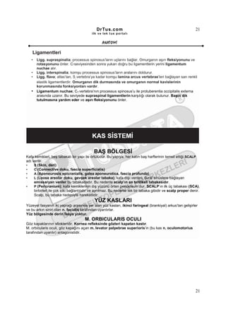 DrTus.com                                                       21
                                          ilk ve tek t us portalı


                                                 ANAT OMĐ

    Ligamentleri
   •   Ligg. supraspinalia; processus spinosus’ların uçlarını bağlar. Omurganın aşırı fleksiyonunu ve
       rotasyonunu önler. C7seviyesinden sonra yukarı doğru bu ligamentlerin yerini ligamentum
       nuchae alır.
   •   Ligg. interspinalia; komşu processus spinosus’ların aralarını doldurur.
   •   Ligg. flava; atlas’tan, S vertebra’ya kadar komşu lamina arcus vertebrae’leri bağlayan sarı renkli
                               1

       elastik ligamentlerdir. Omurganın dik durmasında ve omurganın normal kavislerinin
       korunmasında fonksiyonları vardır.
   •   Ligamentum nuchae; C7 vertebra’nın processus spinosus’u ile protuberentia occipitalis externa
       arasında uzanır. Bu seviyede supraspinal ligamentlerin karşılığı olarak bulunur. Başın dik
       tutulmasına yardım eder ve aşırı fleksiyonunu önler.




                                           BAŞ BÖLGESĐ
Kafa kemikleri, beş tabakalı bir yapı ile örtülüdür. Bu yapıya, her katın baş harflerinin temsil ettiği SCALP
adı verilir.
•    S (Skin, deri)
•    C (Connective doku, fascia superficialis)
•    A (Aponeurosis epicranialis, galea aponeurotica, fascia profunda)
•    L (Loose areolar doku, gevşek areolar tabaka); kafa dışı venleri, dural sinüslere bağlayan
     emissaryan venler bu tabakadadır. Bu nedenle scalp’ın en tehlikeli tabakasıdır.
•    P (Pericranium); kafa kemiklerinin dış yüzünü örten periosteum’dur. SCALP’ın ilk üç tabakası (SCA),
     birbirleri ile çok sıkı bağlantılıdır ve ayrılmaz. Bu nedenle tek bir tabaka gibidir ve scalp proper denir.
     Scalp, bu tabaka nedeniyle hareketlidir.
                                            YÜZ KASLARI
Yüzeyel fasyanın iki yaprağı arasında yer alan yüz kasları, ikinci faringeal (brankiyal) arkus’tan gelişirler
ve bu arkın siniri olan n. facialis tarafından uyarılırlar.
Yüz bölgesinde derin fasya yoktur.
                                     M. ORBICULARIS OCULI
Göz kapaklarının sfinkteridir. Kornea refleksinde gözleri kapatan kastır.
M. orbicularis oculi, göz kapağını açan m. levator palpebrae superioris’in (bu kas n. oculomotorius
tarafından uyarılır) antagonistidir.




                                                                                                             21
 
