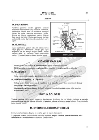 DrTus.com                                                22
                                         ilk ve tek t us portalı


                                                ANAT OMĐ


 M. BUCCINATOR
 Yardımcı çiğneme kasıdır. Çiğneme hareketi
 sırasında molar dişlere karşı yanakları bastırarak,
 çiğnemeye yardım eder. Dil ile birlikte yiyeceğin
 yanak ve dişler arasında tutulmasını sağlar.
 Emme ve üfleme hareketlerini yaptırır. Üfleme
 kası olarak da bilinir. Ductus parotideus, bu kası
 delip üst 2. molar diş hizasında vestibulum oris’e
 açılır.

 M. PLATYSMA
 Ağzın açılmasına yardım eder. Ek olarak korku
 veya şaşkınlık ifadelerinde olduğu gibi, ağız
 köşelerini ve alt dudağı aşağıya çeker. Boyun
 derisini gerer. M. platysma, derin inspiryumda
 çalışır. V. jugularis externa, kasın altından geçer.


                                      ÇĐĞNEME KASLARI
   Her bir tarafta dört tanedir. N. mandibularis’in dalları tarafından uyarılırlar.
   M. temporalis, m. masseter, m. pterygoideus medialis ve m. pterygoideus lateralis

M. MASSETER
   Kasın yüzeyelinden; ductus parotideus, n. facialis’in dalları ve a.v. transversa faciei geçer.

M. PTERYGOIDEUS LATERALIS
   Đki başı vardır. Başlar arasından, a. maxillaris ile n. buccalis geçer. Çene eklemindeki discus
   articularis’e tutunması vardır.
   Ağzı açan tek çiğneme kasıdır. Đki taraflı çalışarak, mandibula’ya depresyon (ağzı açar) ve
   protraksiyon yaptırır.

                                        BOYUN BÖLGESĐ
Vagina carotica; derin boyun fasyasının kalınlaşması ile oluşan bu kılıf içinde; medialde a. carotis
communis ve a. carotis interna, lateralde v. jugularis interna, arkada n. vagus bulunur. Ansa cervicalis
kılıfın önünde yer alır.


                          M. STERNOCLEIDOMASTOIDEUS
Boynun anahtar kasıdır. Boynu, ön ve arka (yan) iki üçgen alana ayırır.
V. jugularis externa kasın üzerinde (önünde) seyreder. Vagina carotica, plexus cervicalis, ansa
cervicalis ve a. subclavia kasın altındadır. (arkasındadır)




                                                                                                     22
 