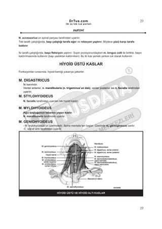 DrTus.com                                                      23
                                          ilk ve tek t us portalı


                                                 ANAT OMĐ

N. accessorius’un spinal parçası tarafından uyarılır.
Tek taraflı çalıştığında, başı çalıştığı tarafa eğer ve rotasyon yaptırır. Böylece yüzü karşı tarafa
baktırır.

Đki taraflı çalıştığında, başa fleksiyon yaptırır. Supin pozisyonundayken m. longus colli ile birlikte, başın
kaldırılmasında kullanılır (başı yastıktan kaldırırken). Bu iki kas yemek yerken sık olarak kullanılır.


                                    HĐYOĐD ÜSTÜ KASLAR
Fonksiyonları sırasında, hiyoid kemiği yukarıya çekerler.


M. DIGASTRICUS
    Đki karınlıdır.
    Venter anterior, n. mandibularis (n. trigeminus’un dalı), venter posterior ise n. facialis tarafından
    uyarılır.
M. STYLOHYOIDEUS
    N. facialis tarafından uyarılan tek hiyoid kastır.

M. MYLOHYOIDEUS
    Ağız boşluğunun tabanını yapan kastır.
    N. mandibularis tarafından uyarılır.

M. GENIOHYOIDEUS
    - M. mylohyoideus’un üzerindedir. Spina mentalis’ten başlar. Üzerinde m. genioglossus vardır.
    -C spinal sinir tarafından uyarılır.
      1




                                                                                                            23
 